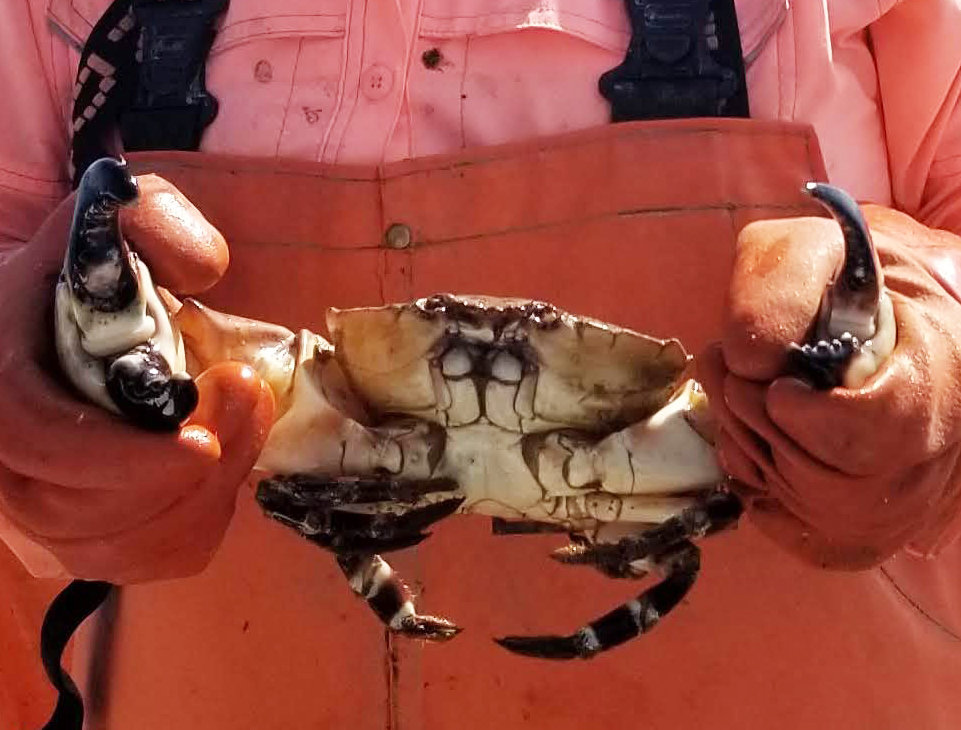 Scientist holds up a stone crab with a large claw close to the camera.